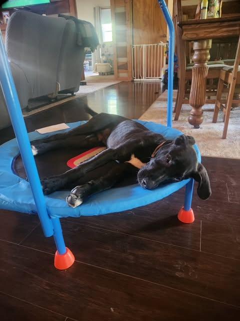 Enlarge Dribble, an adopted mixed breed in Pittsburgh, PA image 3/6