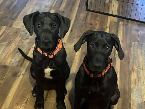 Enlarge Dribble, an adopted mixed breed in Pittsburgh, PA image 4/6