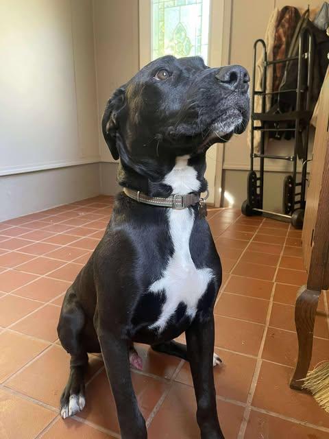 Enlarge Dribble, an adopted mixed breed in Pittsburgh, PA image 5/6