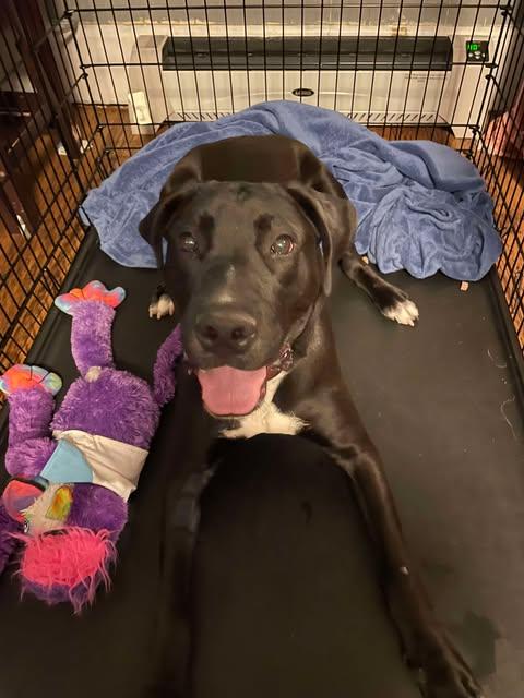 Enlarge Dribble, an adopted mixed breed in Pittsburgh, PA image 6/6