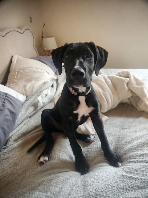 Enlarge Dribble, an adopted mixed breed in Pittsburgh, PA image 1/6