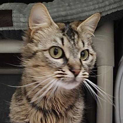 Babie Girl, Adoptable, Young Female Domestic Long Hair & Domestic Short Hair.