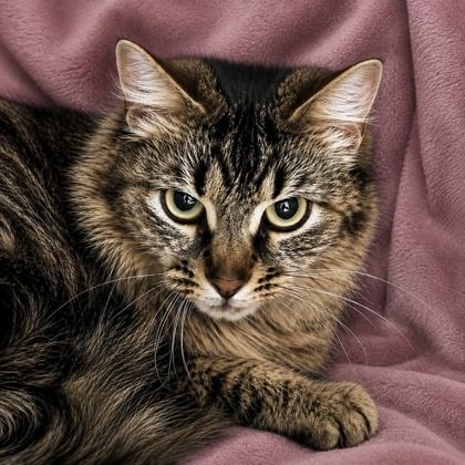 Babie Girl, a Adoptable mixed breed in Burlington, WA image 2/3