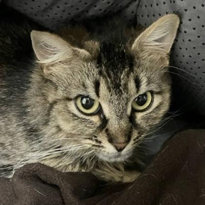 Babie Girl, a Adoptable mixed breed in Burlington, WA image 3/3
