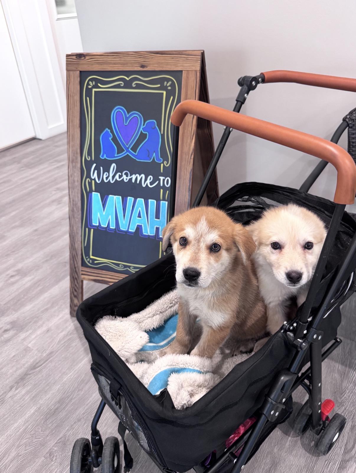 Ernie, a ADOPTABLE mixed breed in Houston, TX image 3/6