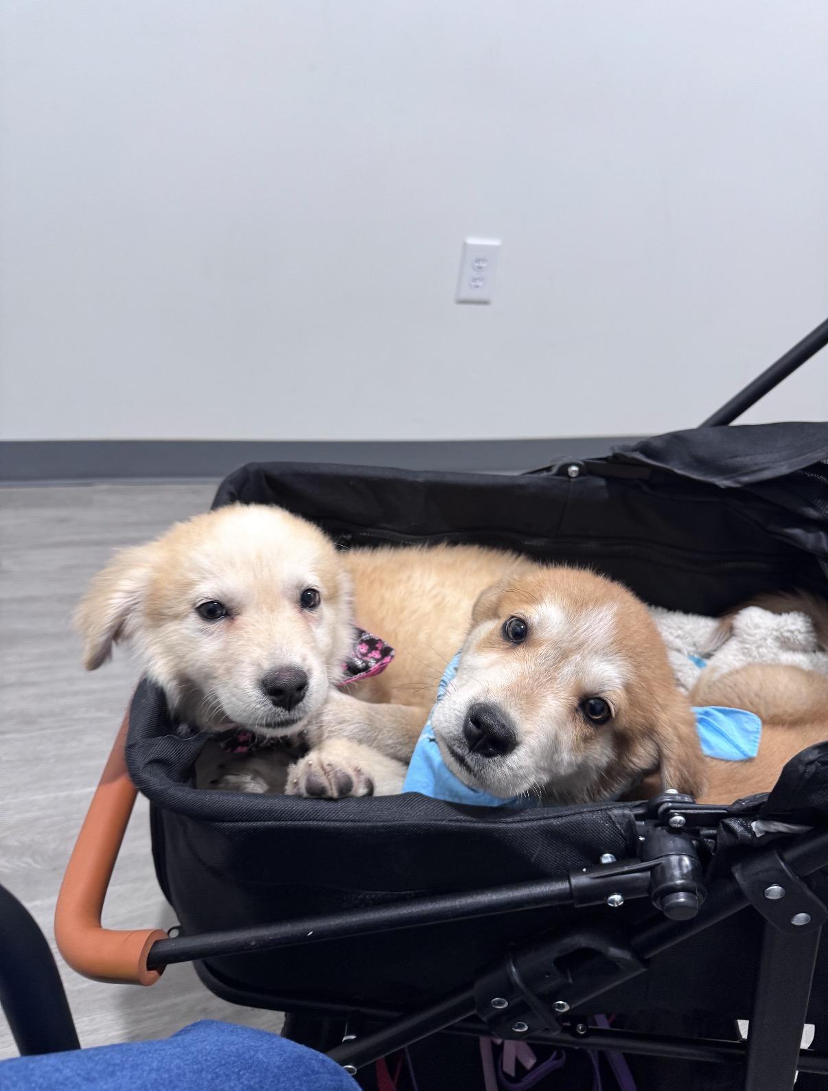 Ernie, a ADOPTABLE mixed breed in Houston, TX image 4/6