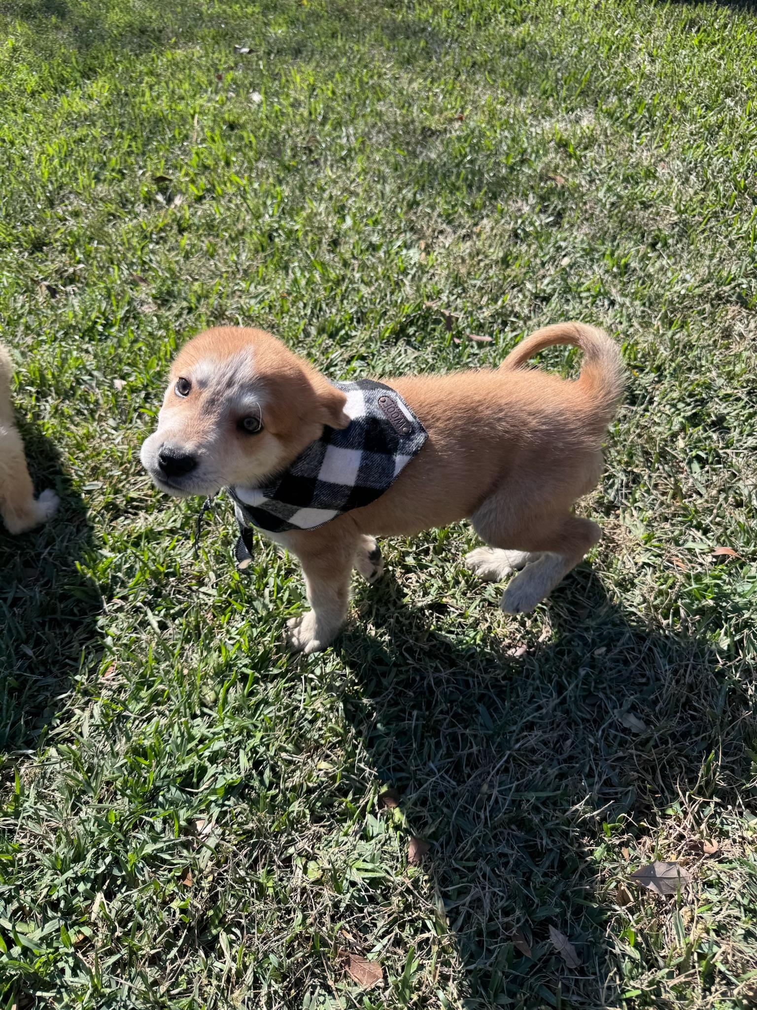 Ernie, a ADOPTABLE mixed breed in Houston, TX image 2/6