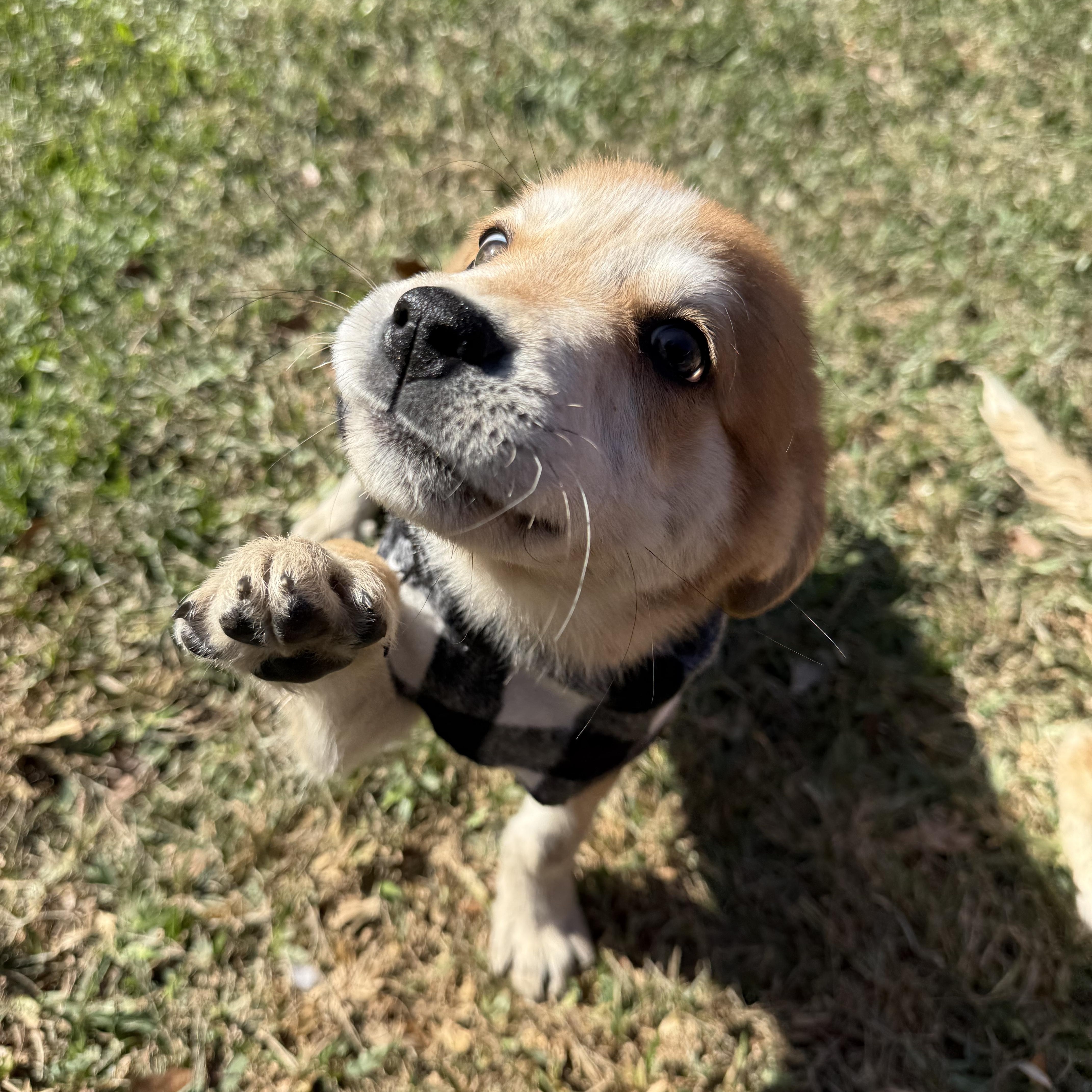 Ernie, a ADOPTABLE mixed breed in Houston, TX image 5/6