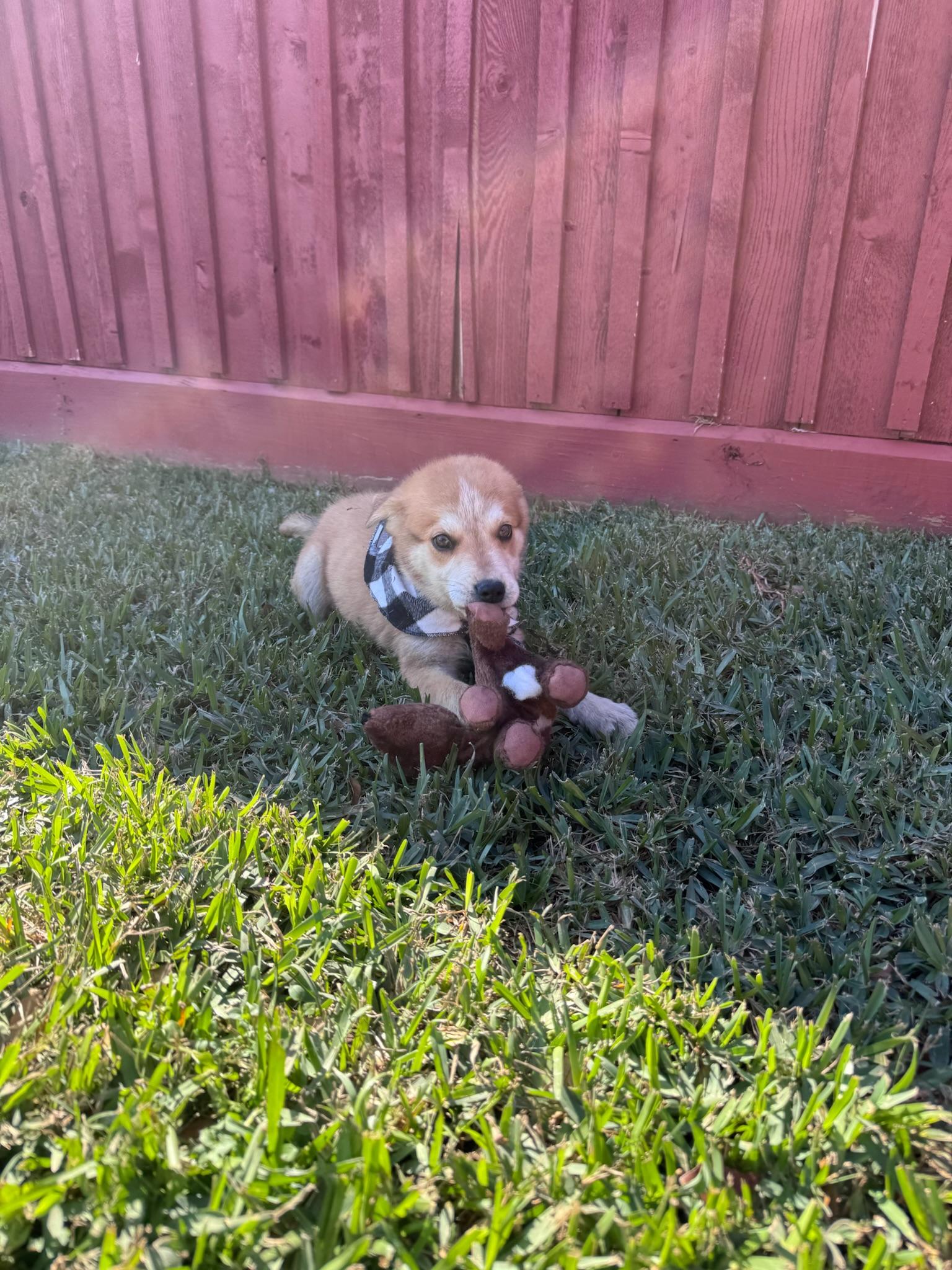 Ernie, a ADOPTABLE mixed breed in Houston, TX image 6/6