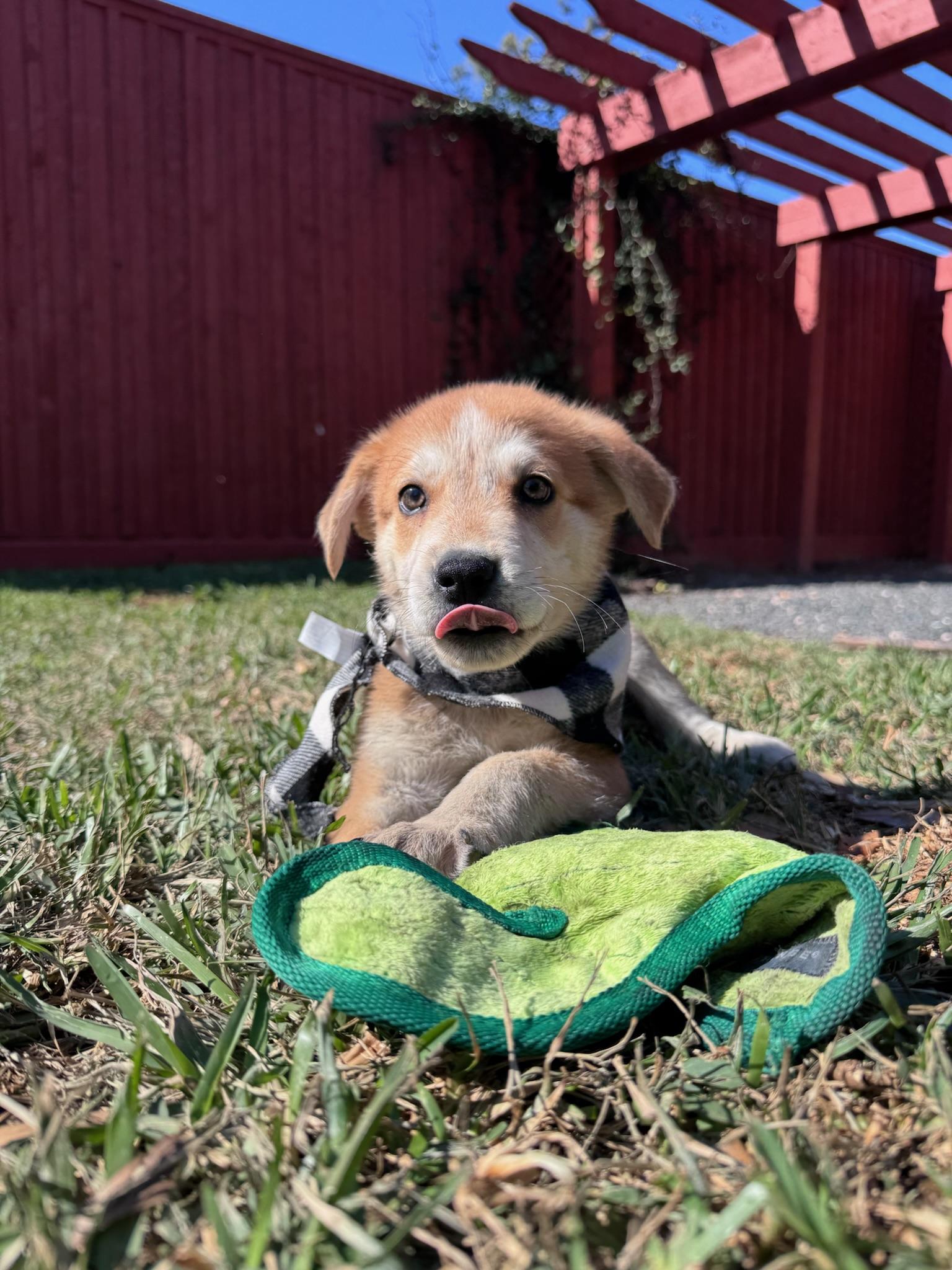 Ernie, a ADOPTABLE mixed breed in Houston, TX image 1/6
