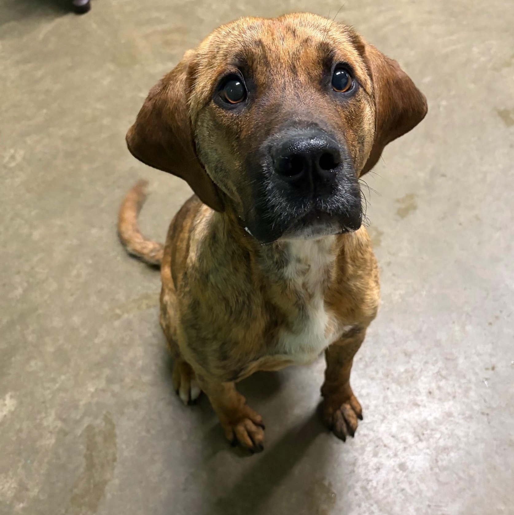 Reggie, an adopted mixed breed in Seneca, PA image 2/2