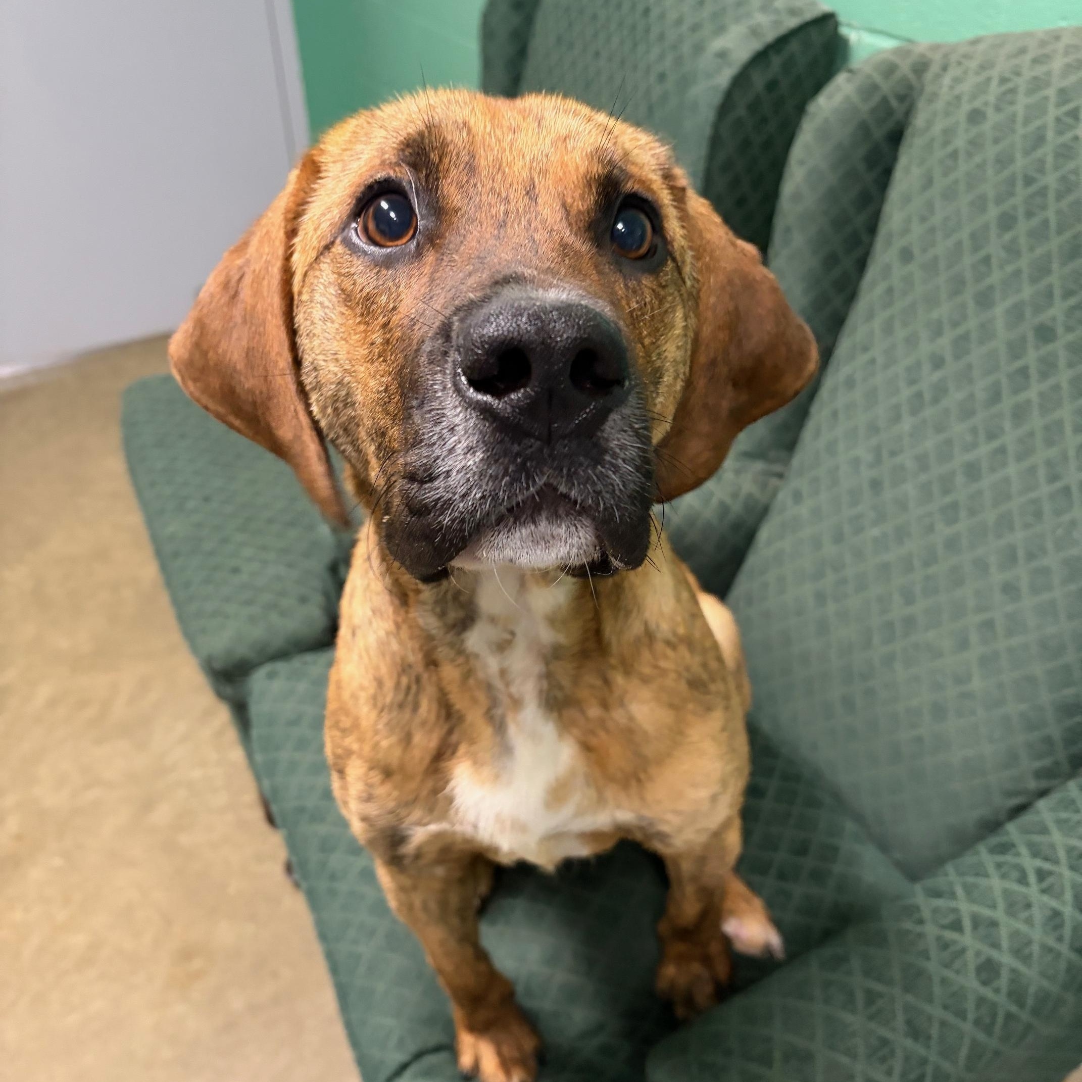 Reggie, adopted, Young Male Hound.