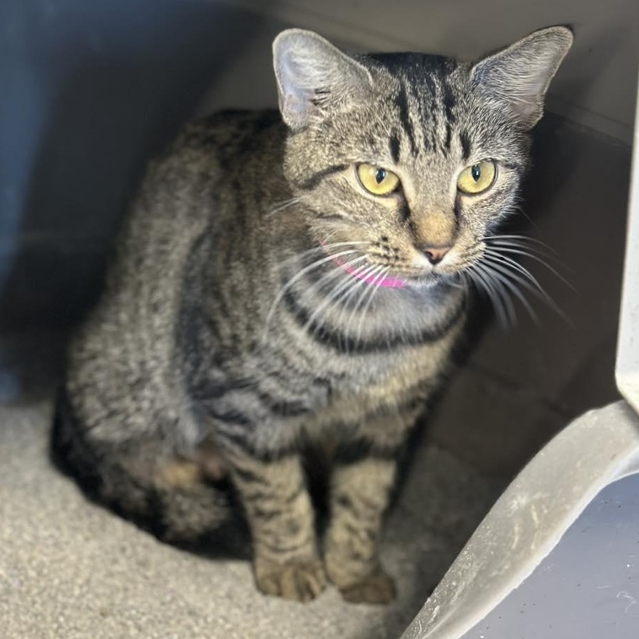 Enlarge  Magnum and Barbie, a Adoptable Domestic Short Hair in Hopkinton, MA image 1/6