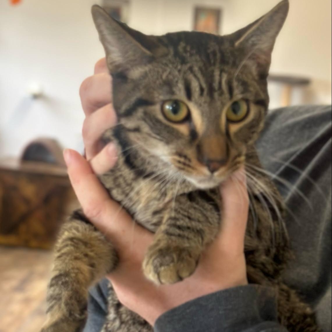 Enlarge  Magnum and Barbie, a Adoptable Domestic Short Hair in Hopkinton, MA image 5/6