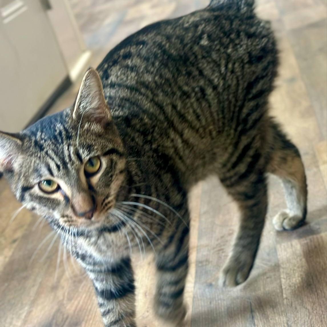 Enlarge  Magnum and Barbie, a Adoptable Domestic Short Hair in Hopkinton, MA image 3/6