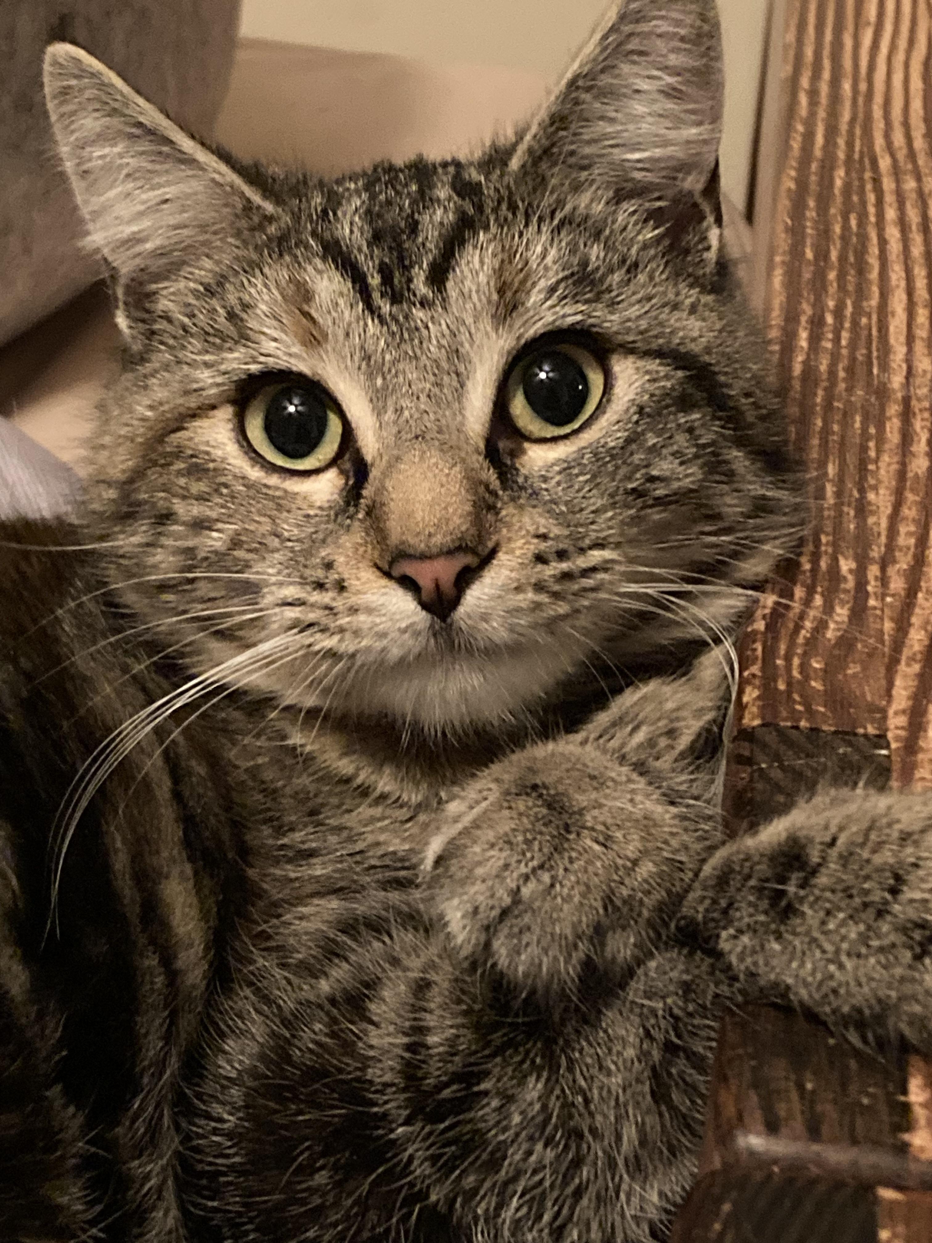 Enlarge  Magnum and Barbie, a Adoptable Domestic Short Hair in Hopkinton, MA image 2/6