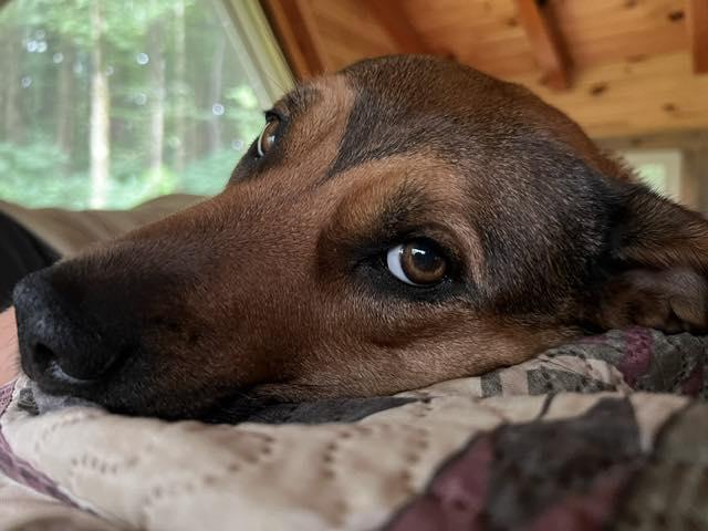 Zuzu, a Adoptable mixed breed in Bloomfield Hills, MI image 1/3