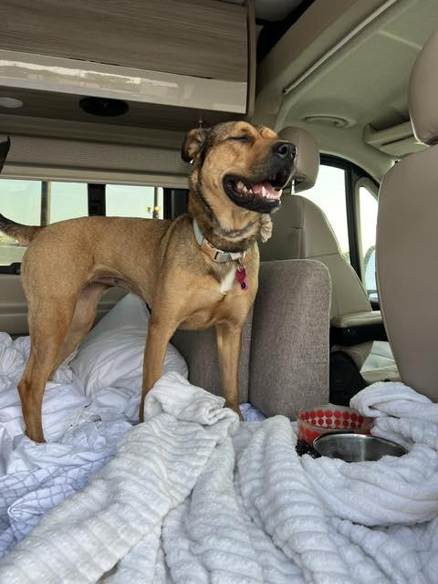 Zuzu, a Adoptable mixed breed in Bloomfield Hills, MI image 2/3