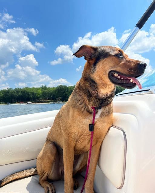 Zuzu, a Adoptable mixed breed in Bloomfield Hills, MI image 3/3