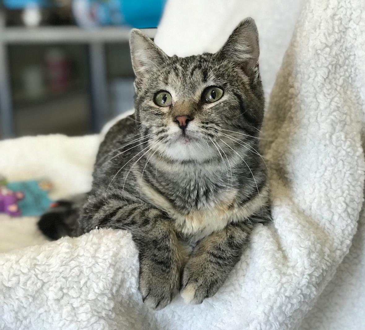 Enlarge Iris, a Adoptable Domestic Short Hair in Helendale, CA image 1/2