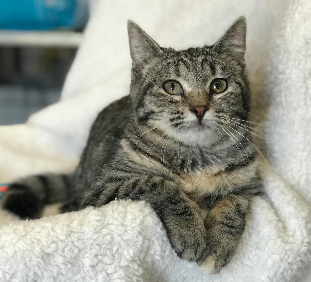 Enlarge Iris, a Adoptable Domestic Short Hair in Helendale, CA image 2/2