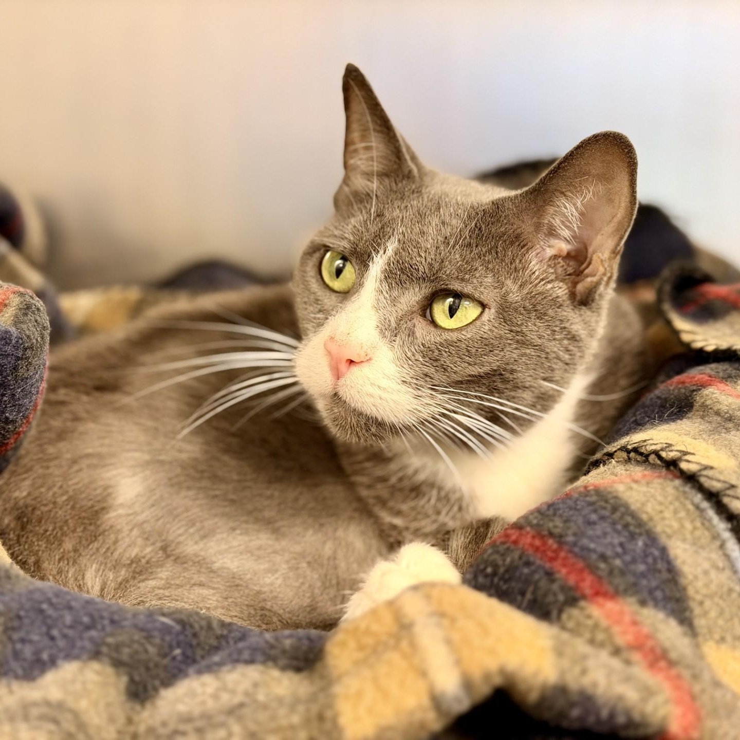 Enlarge Meera, a ADOPTABLE Domestic Short Hair in Manahawkin, NJ image 2/4