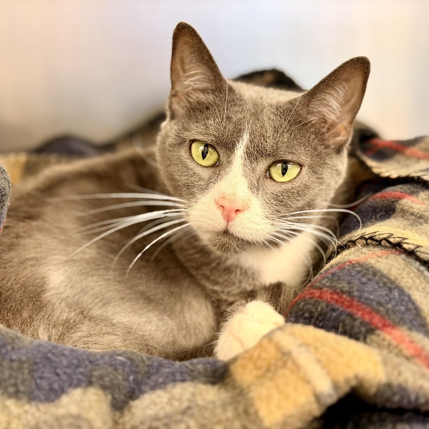 Enlarge Meera, a ADOPTABLE Domestic Short Hair in Manahawkin, NJ image 1/4