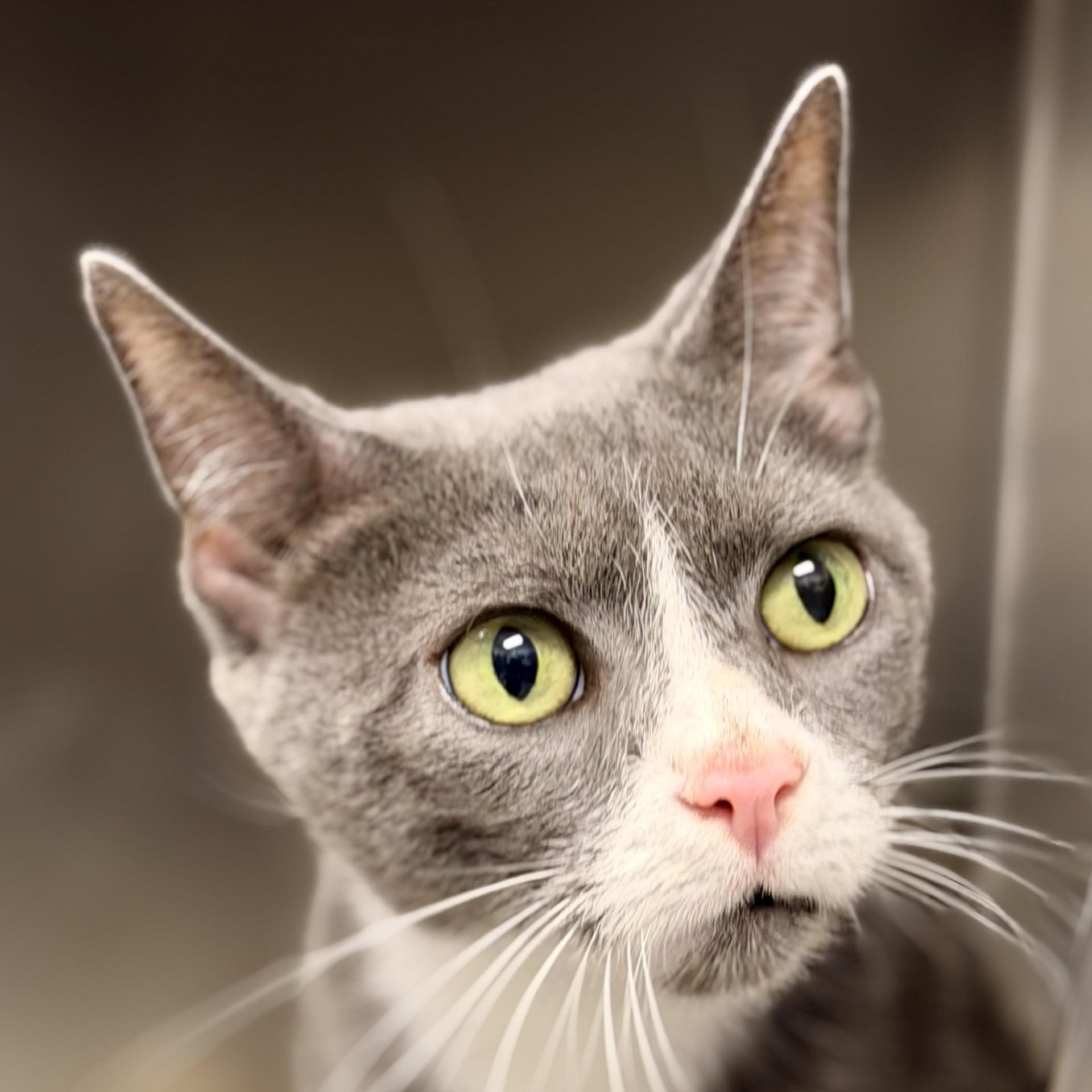 Enlarge Meera, a ADOPTABLE Domestic Short Hair in Manahawkin, NJ image 3/4