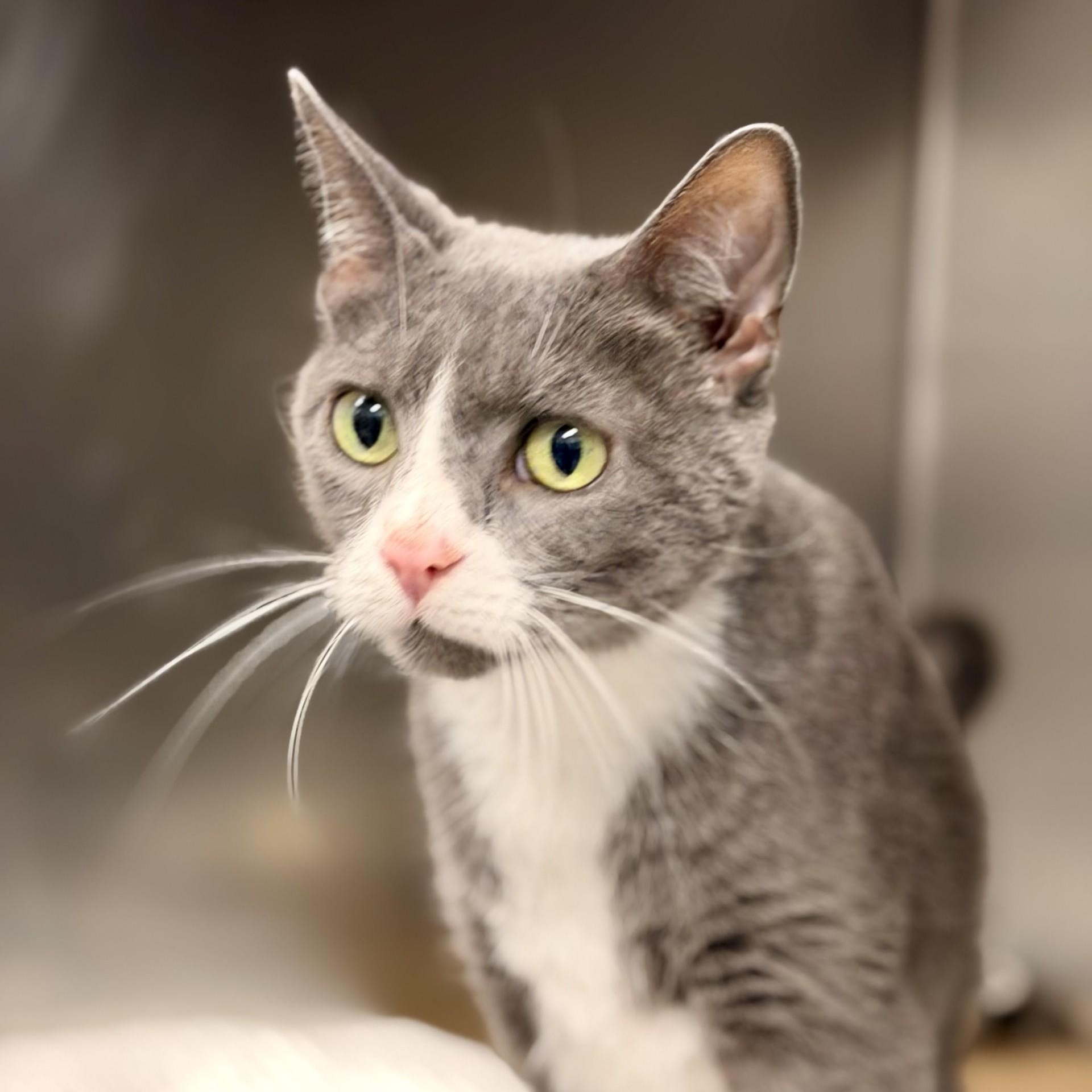 Enlarge Meera, a ADOPTABLE Domestic Short Hair in Manahawkin, NJ image 4/4