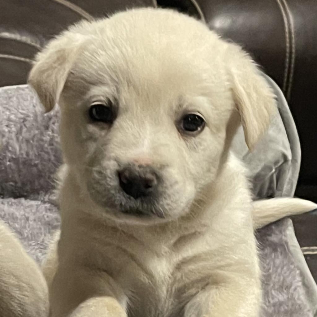 Mellow, Adoptable, Adult Female Yellow Labrador Retriever & Mixed Breed.