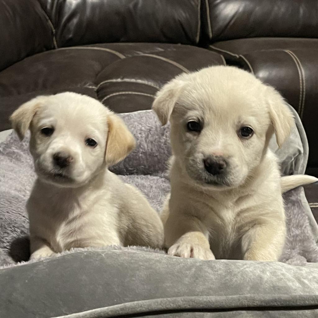 Mellow, a Adoptable mixed breed in Dallas, TX image 2/5