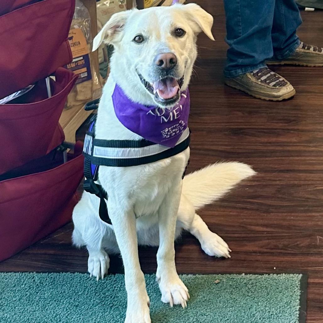 Mellow, a Adoptable mixed breed in Dallas, TX image 3/5