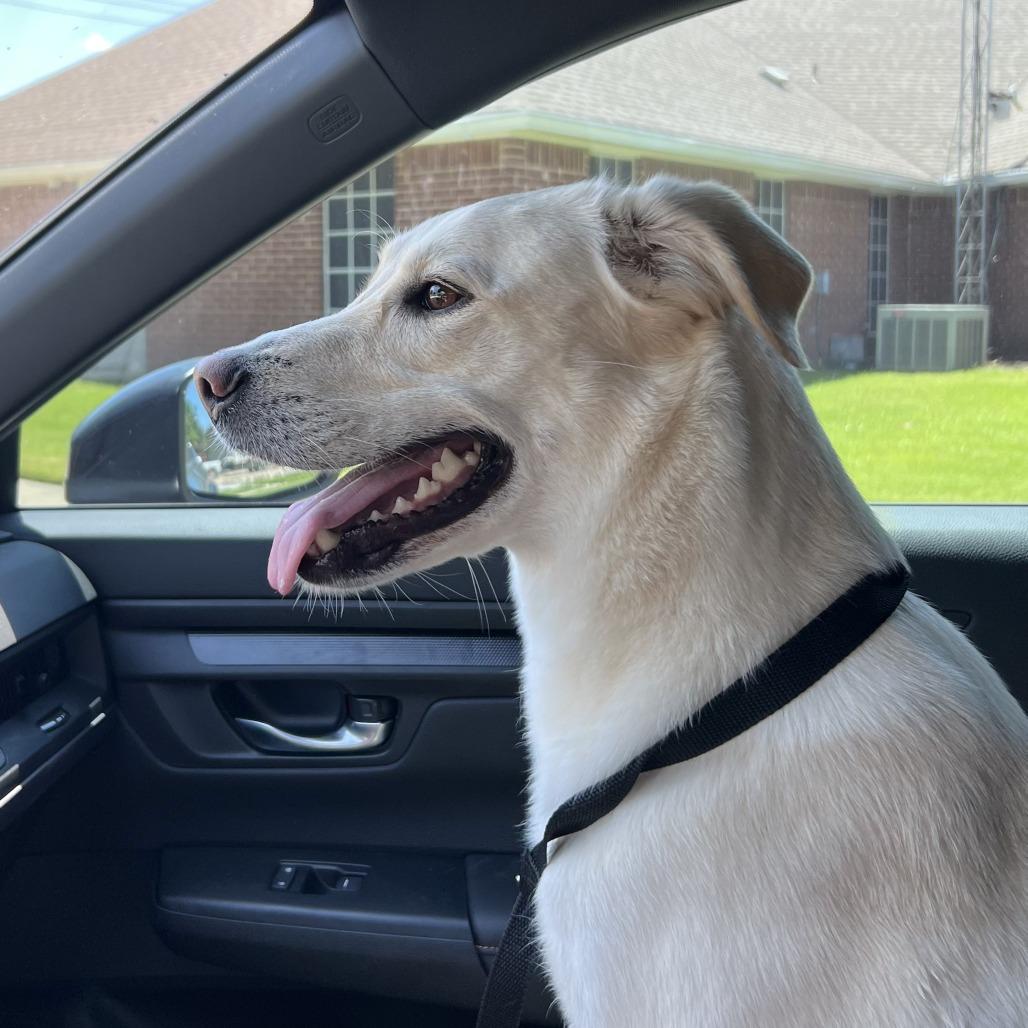 Mellow, a Adoptable mixed breed in Dallas, TX image 4/5