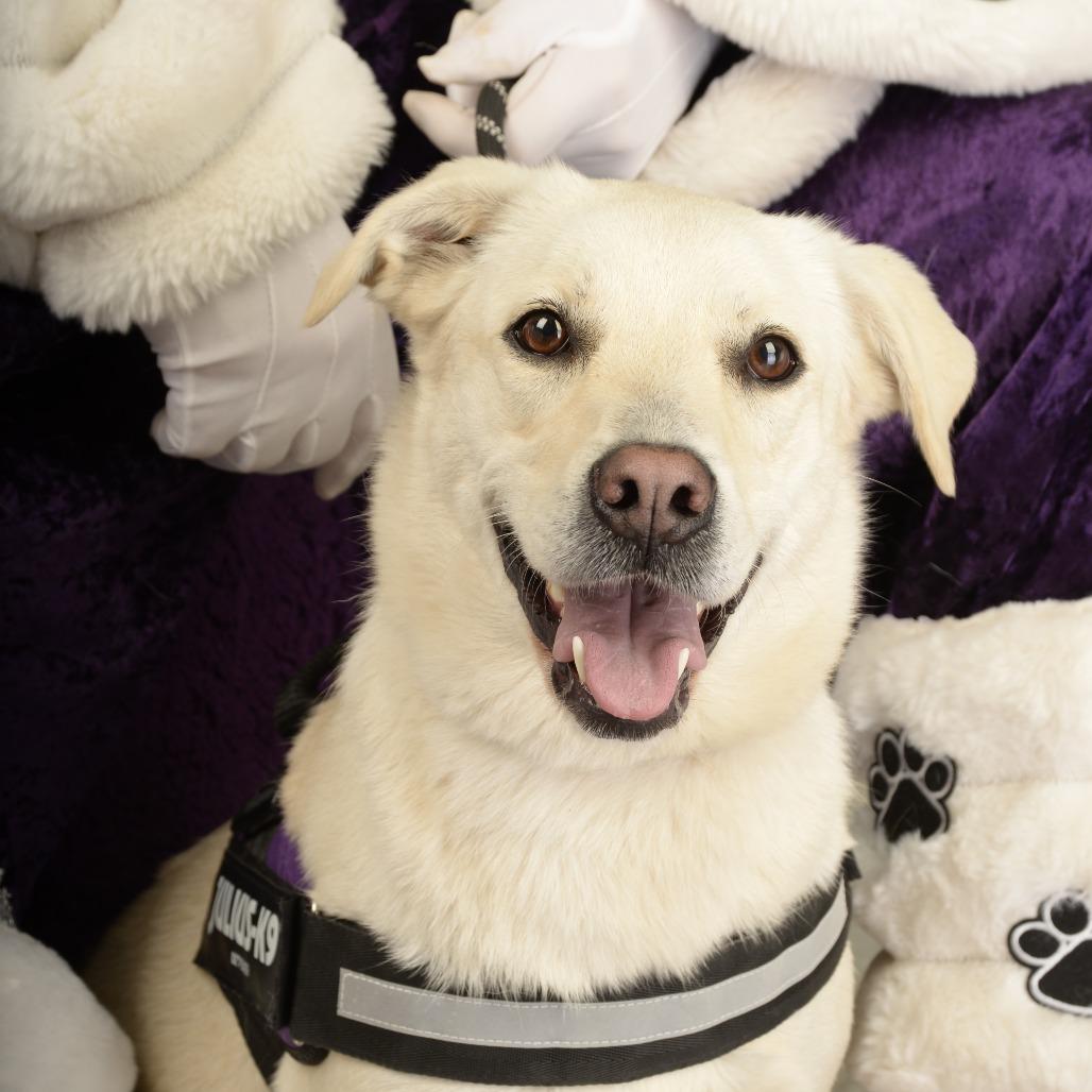 Mellow, a Adoptable mixed breed in Dallas, TX image 5/5