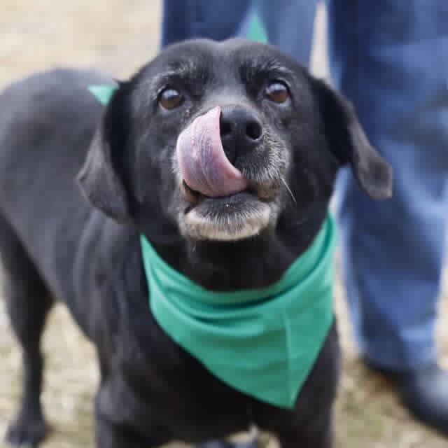 Violet, a Adoptable Black Labrador Retriever in San Antonio, TX image 1/5