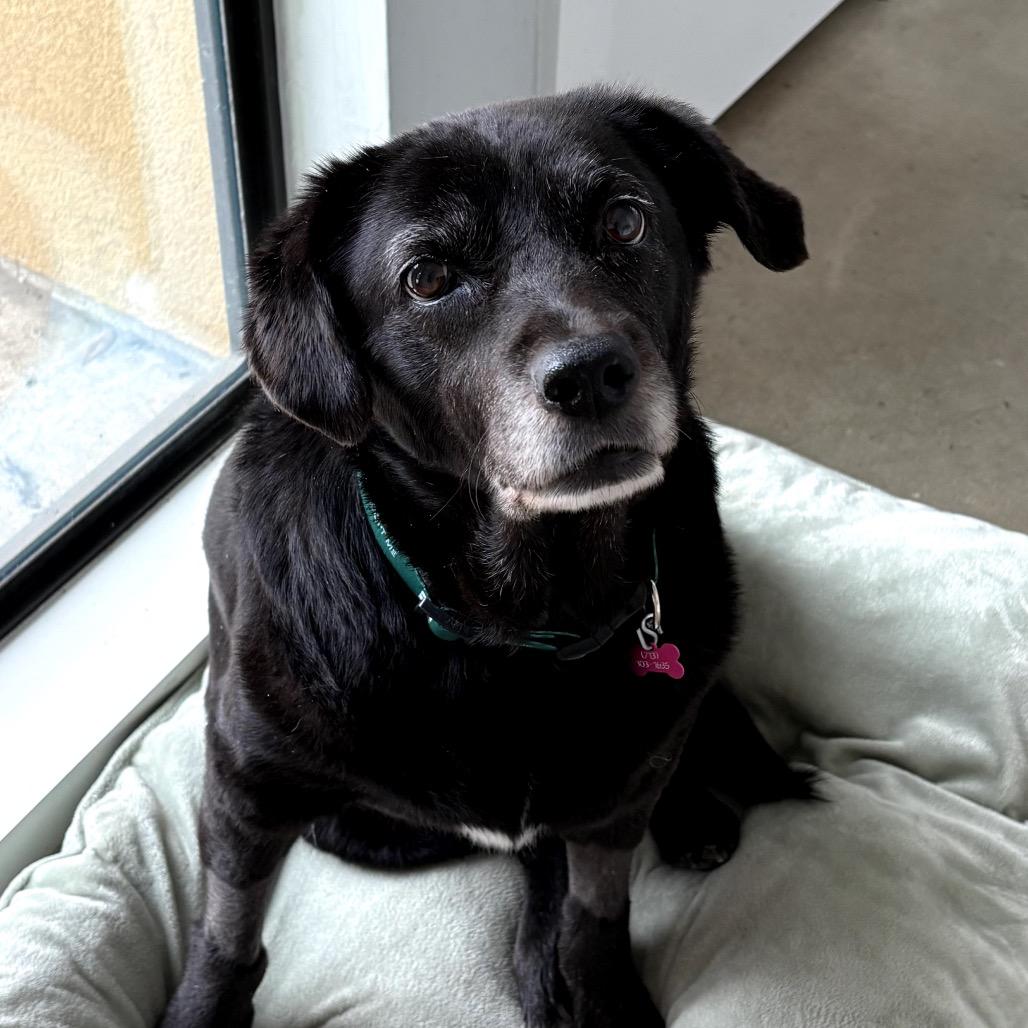 Violet, a Adoptable Black Labrador Retriever in San Antonio, TX image 2/5