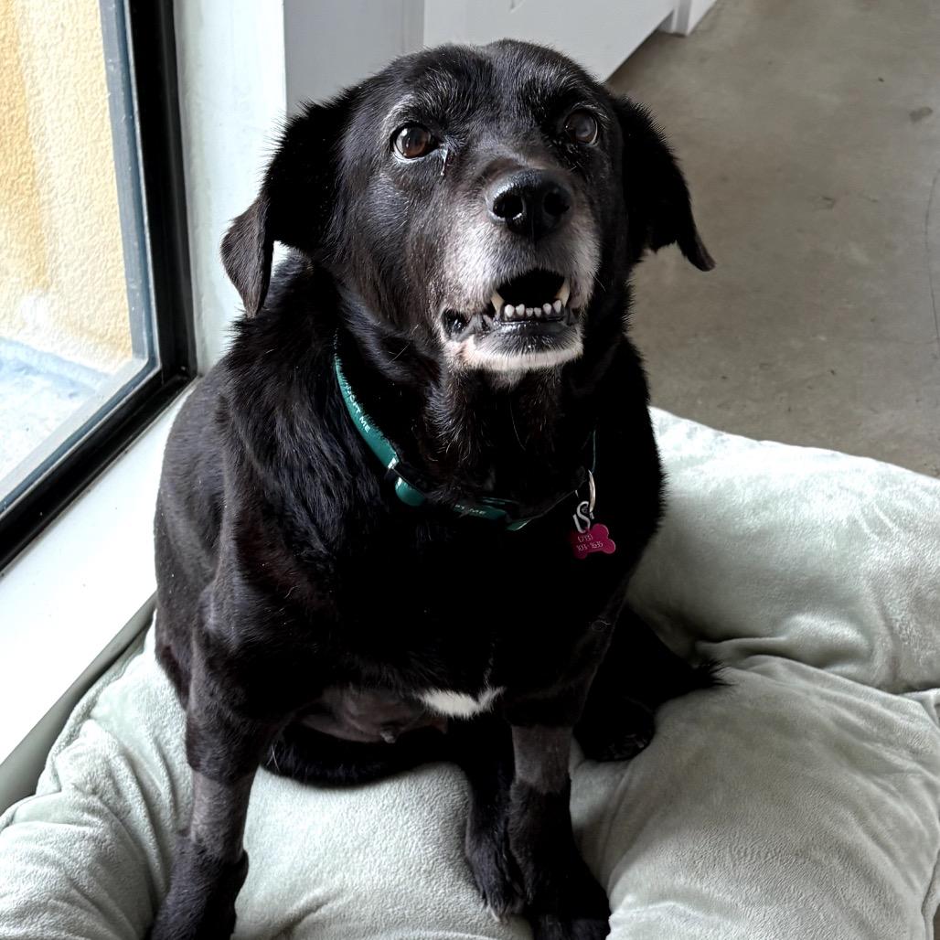 Violet, a Adoptable Black Labrador Retriever in San Antonio, TX image 3/5