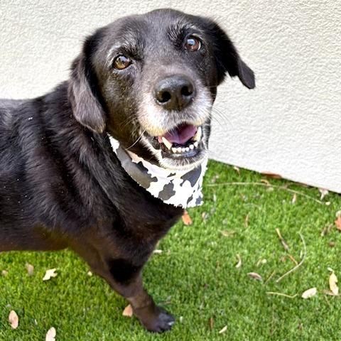 Enlarge Violet, a Adoptable Black Labrador Retriever in San Antonio, TX image 4/6