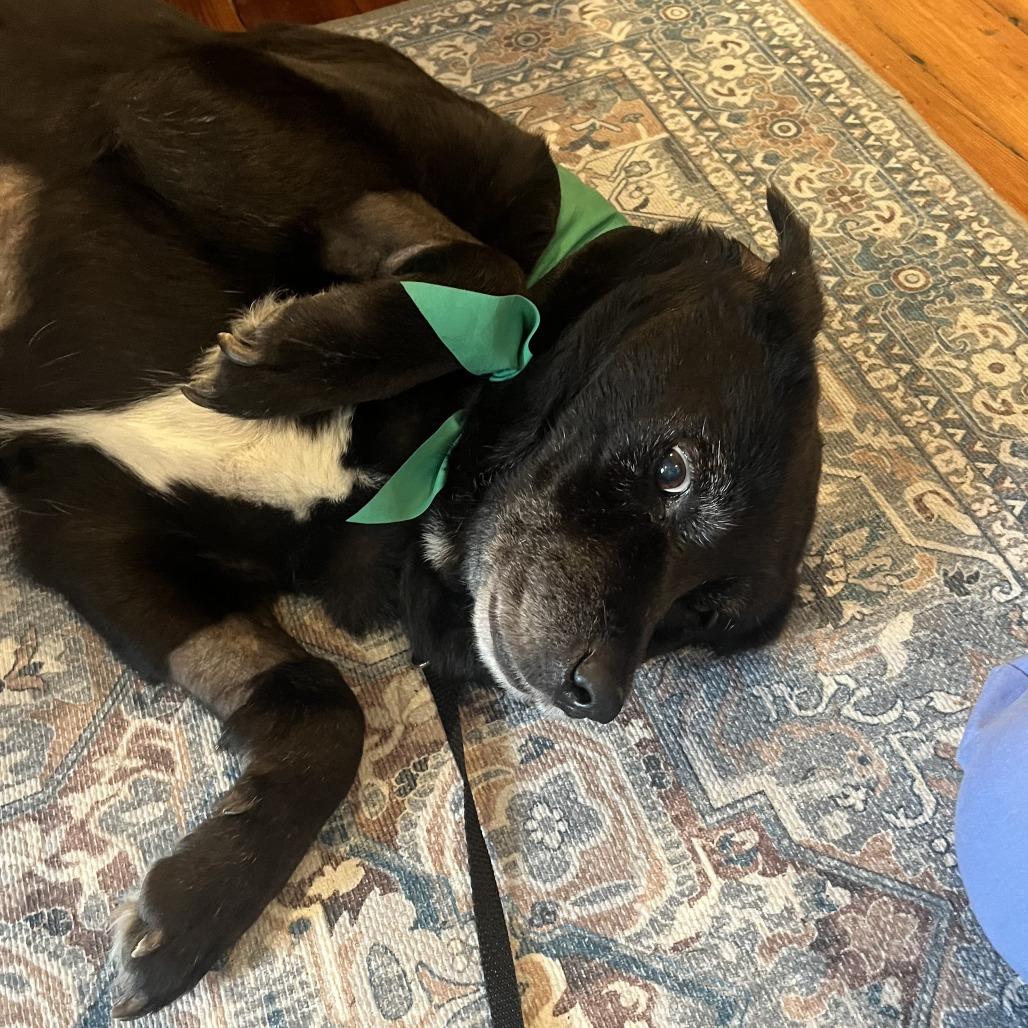 Violet, a Adoptable Black Labrador Retriever in San Antonio, TX image 4/5