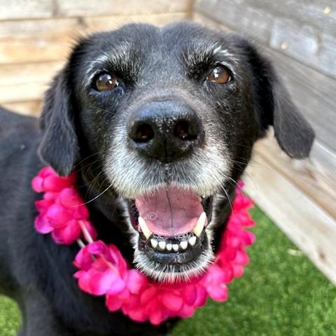 Enlarge Violet, a Adoptable Black Labrador Retriever in San Antonio, TX image 2/6