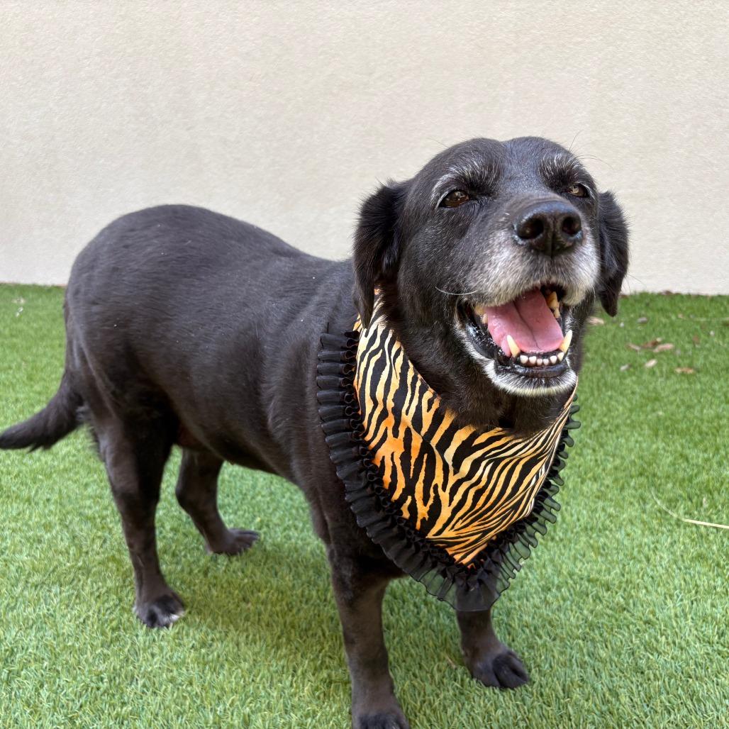 Enlarge Violet, a Adoptable Black Labrador Retriever in San Antonio, TX image 4/6