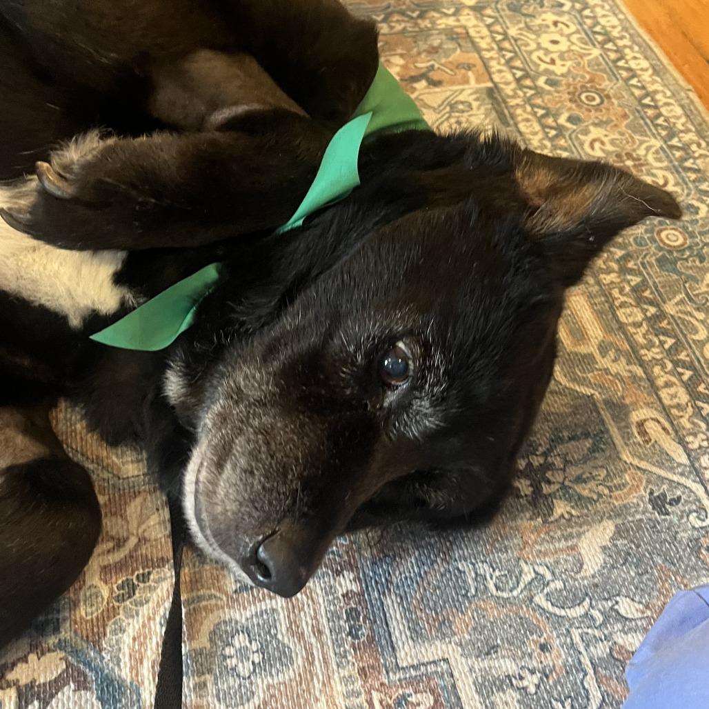 Violet, a Adoptable Black Labrador Retriever in San Antonio, TX image 5/5