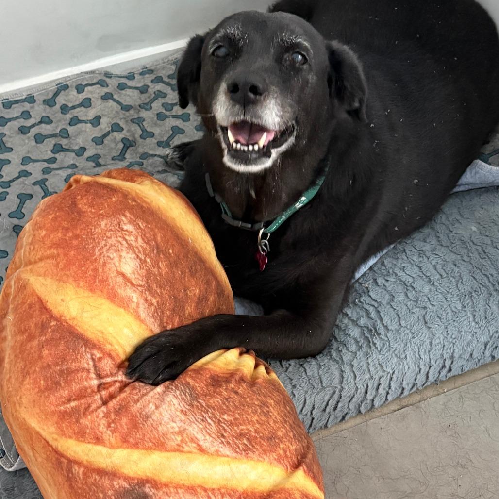 Enlarge Violet, a Adoptable Black Labrador Retriever in San Antonio, TX image 5/6
