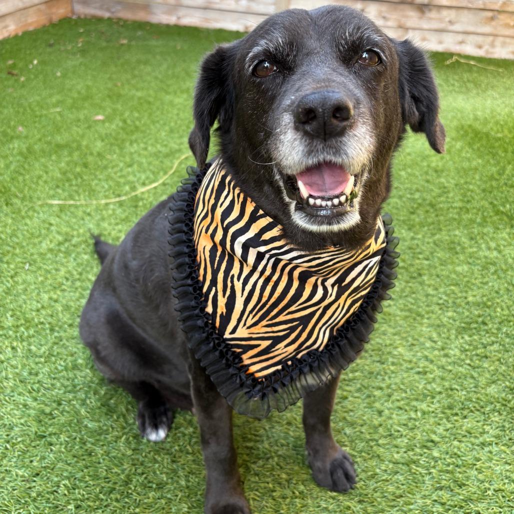 Violet, a Adoptable Black Labrador Retriever in San Antonio, TX image 6/6