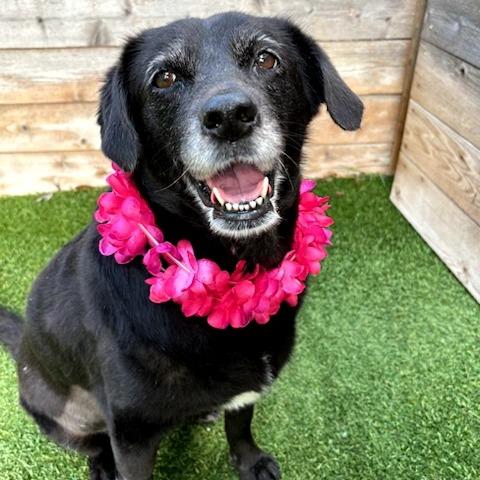 Enlarge Violet, a Adoptable Black Labrador Retriever in San Antonio, TX image 6/6