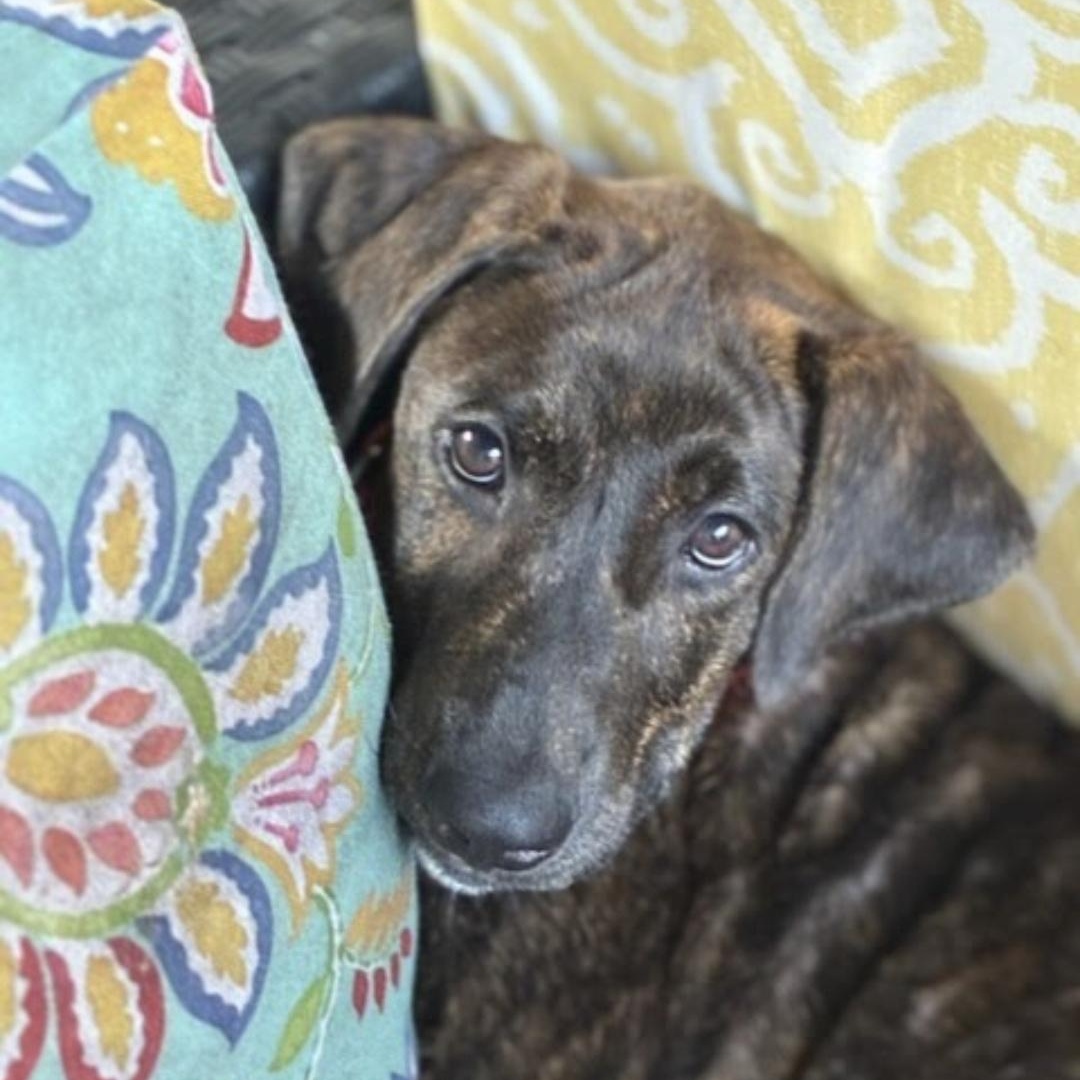 Enlarge Espresso, an adopted mixed breed in Myrtle Beach, SC image 2/2