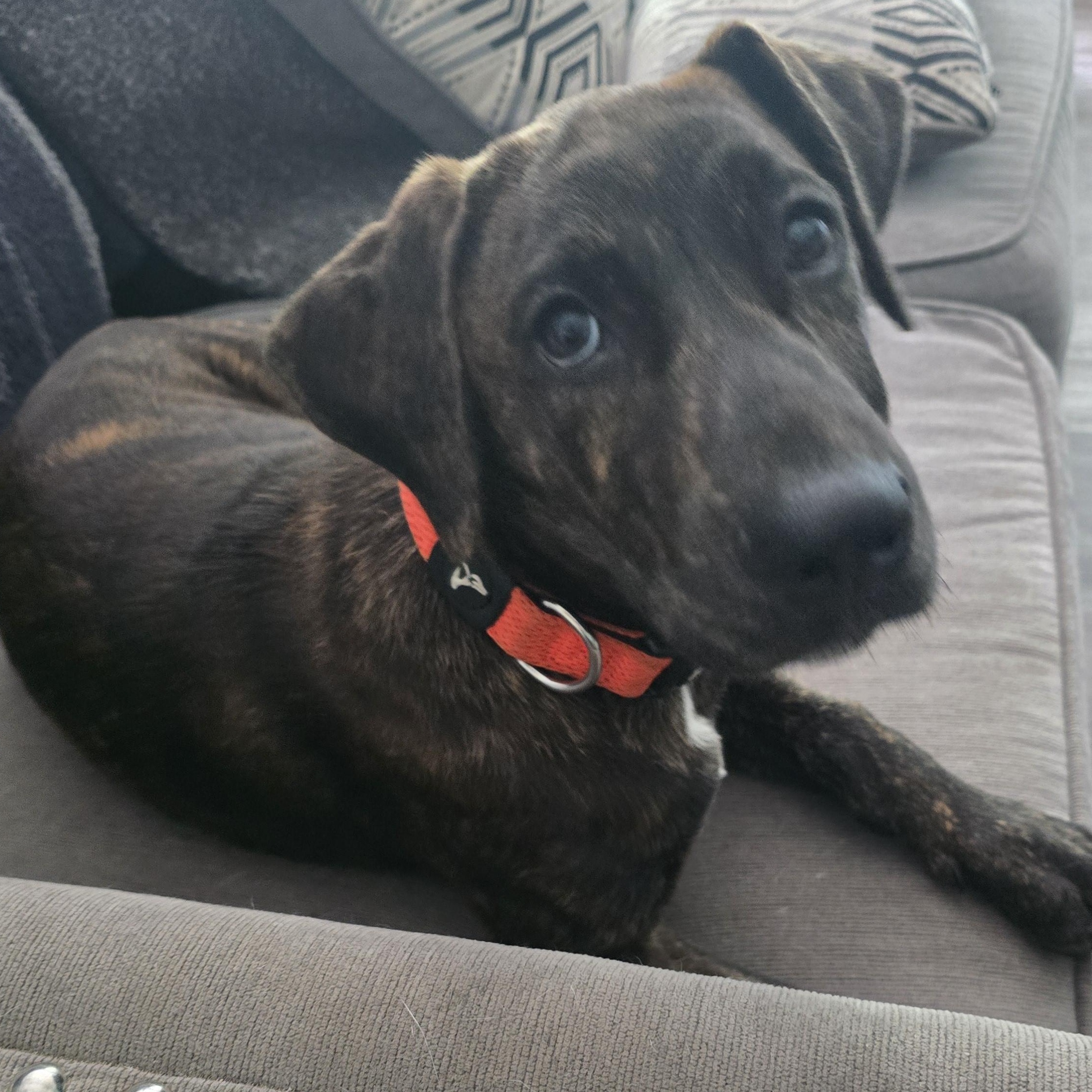 Enlarge Espresso, an adopted mixed breed in Myrtle Beach, SC image 1/2