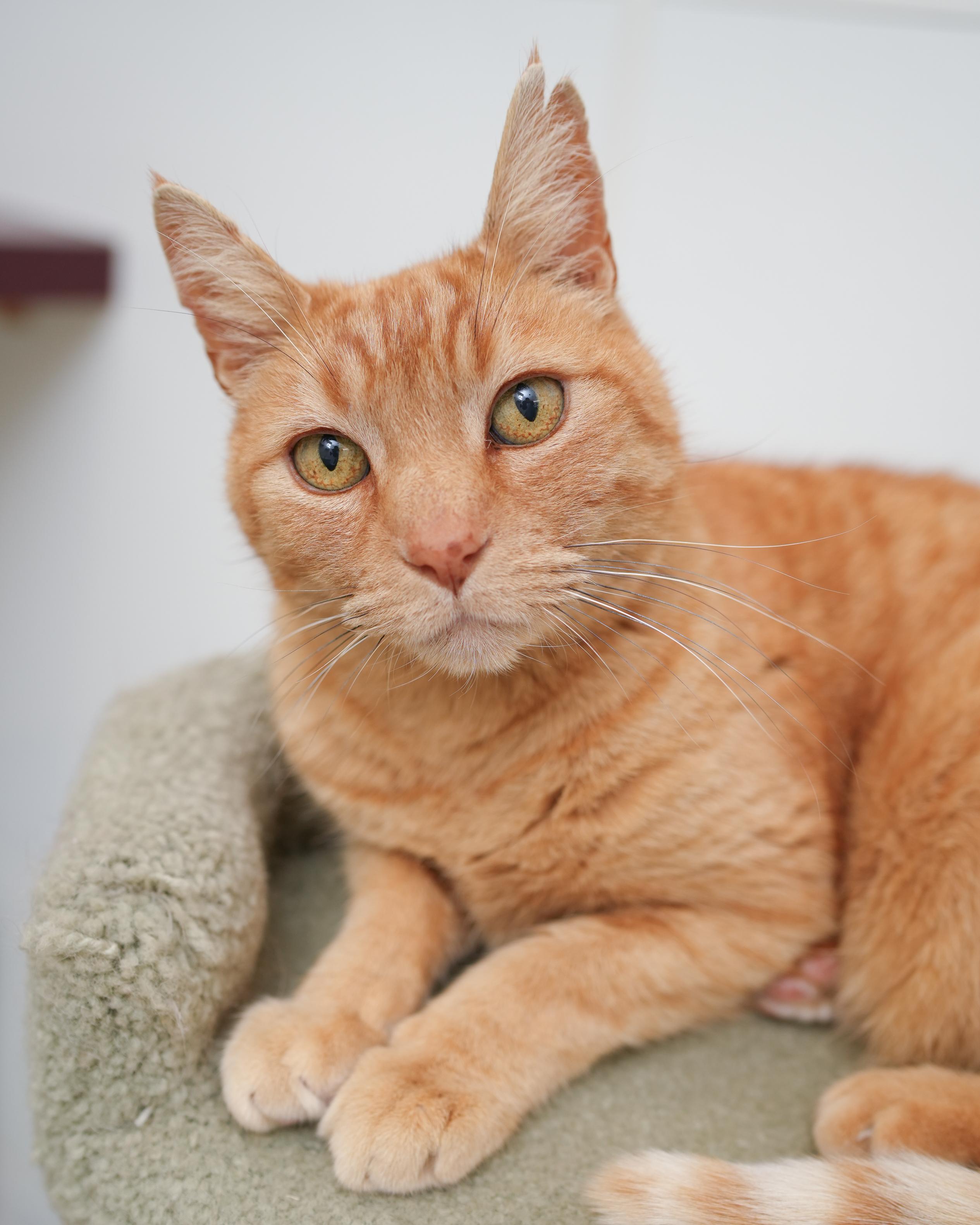 Barcelona, a ADOPTABLE Domestic Short Hair in Boise, ID image 3/5