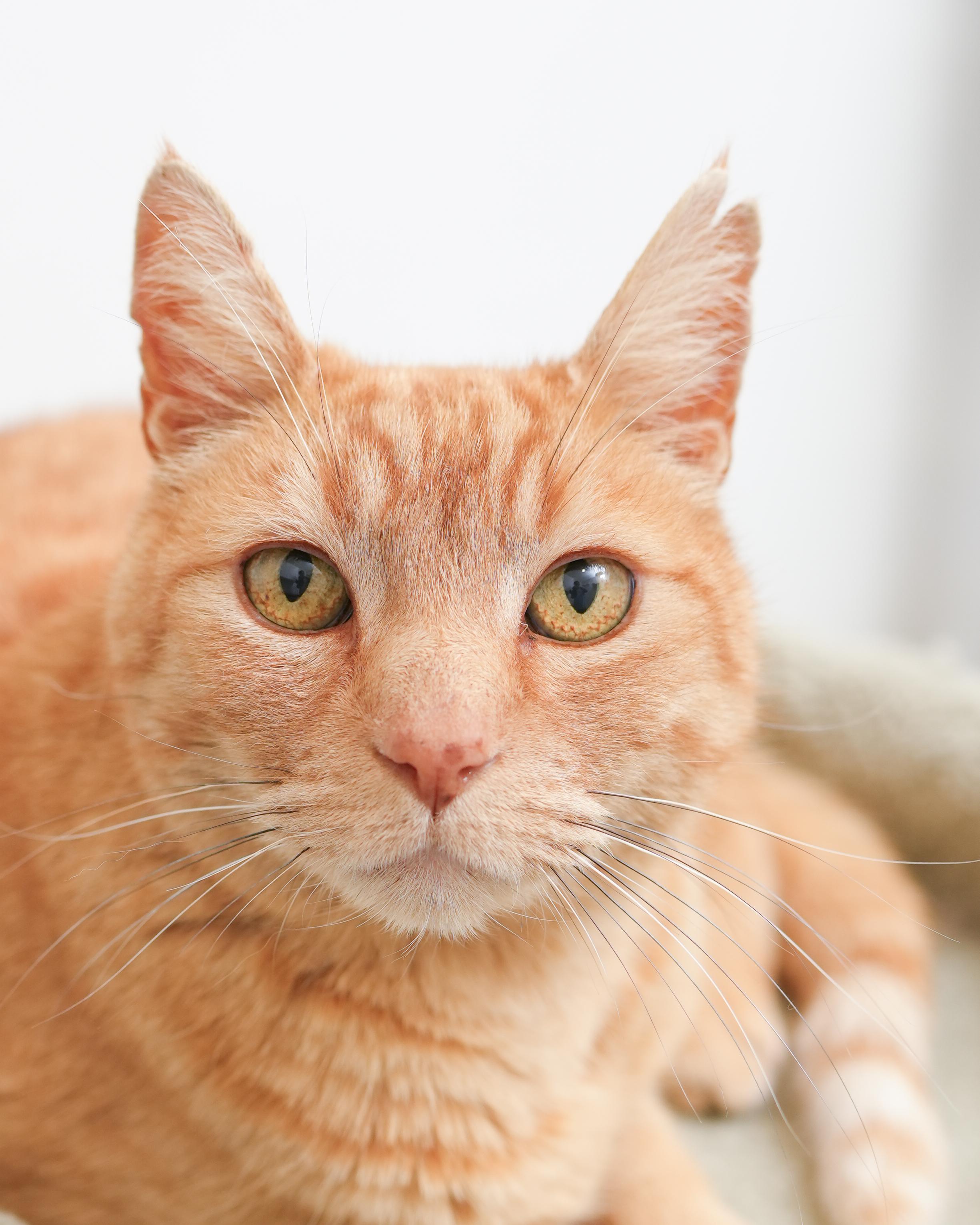 Barcelona, a ADOPTABLE Domestic Short Hair in Boise, ID image 2/5