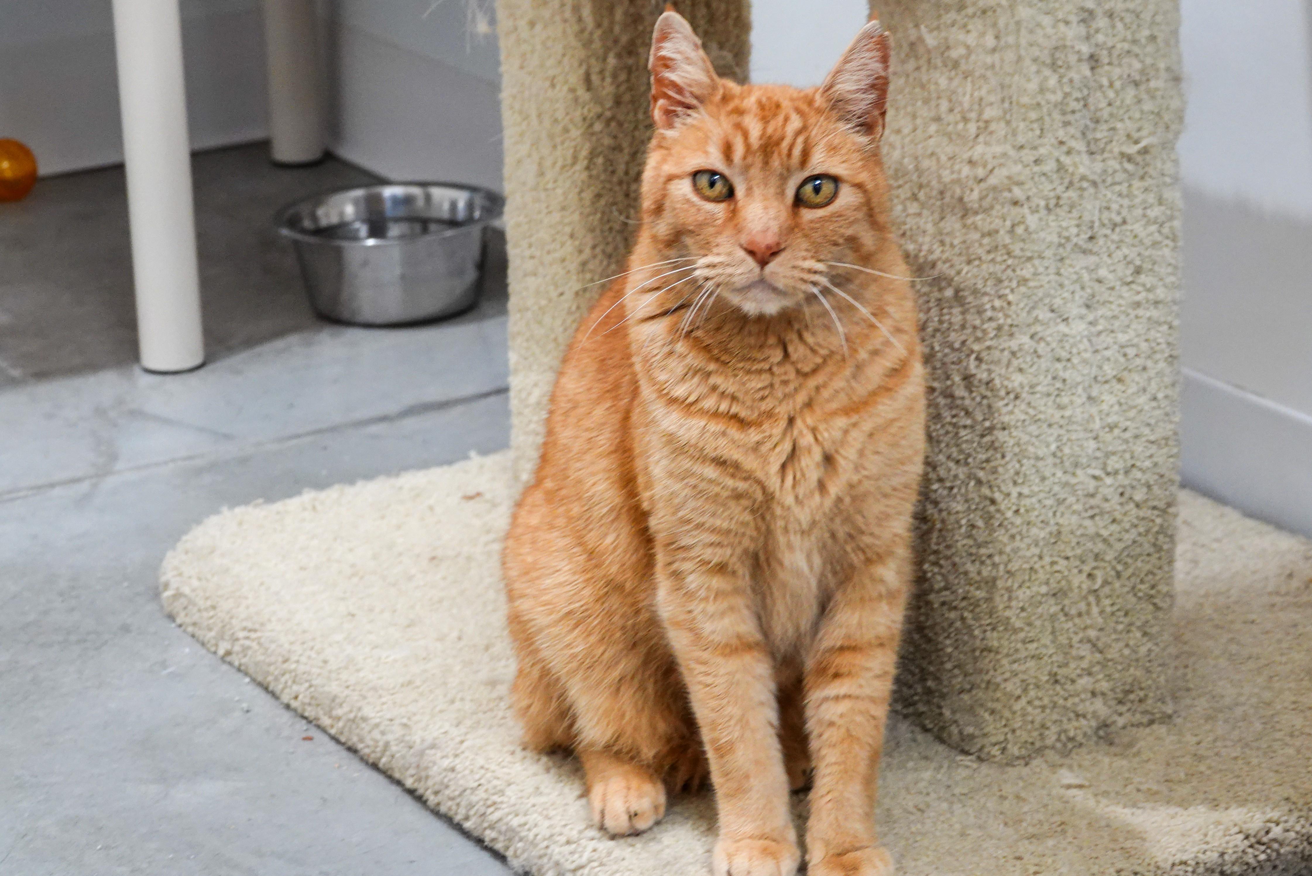 Barcelona, a ADOPTABLE Domestic Short Hair in Boise, ID image 4/5